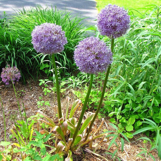 Allium 'Medusa'  - Medusa Ornamental Onion