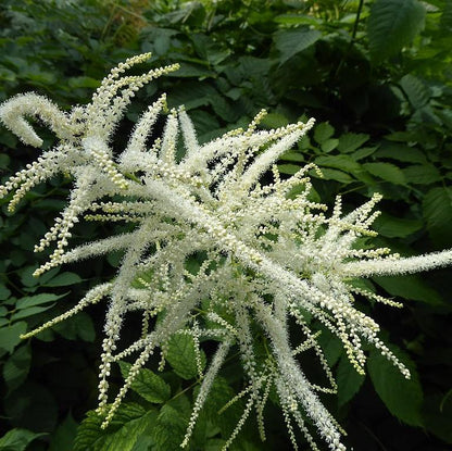 Aruncus dioicus  - Goat's Beard