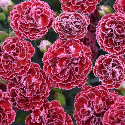 Dianthus 'Cherry Vanilla'  -  Fruit Punch® Cherry Vanilla Dianthus