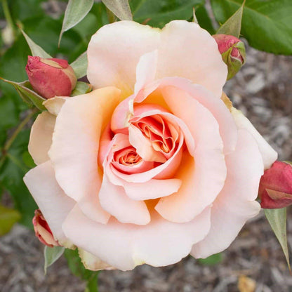 Rosa 'Meiludere'  - Mother of Pearl® Rose