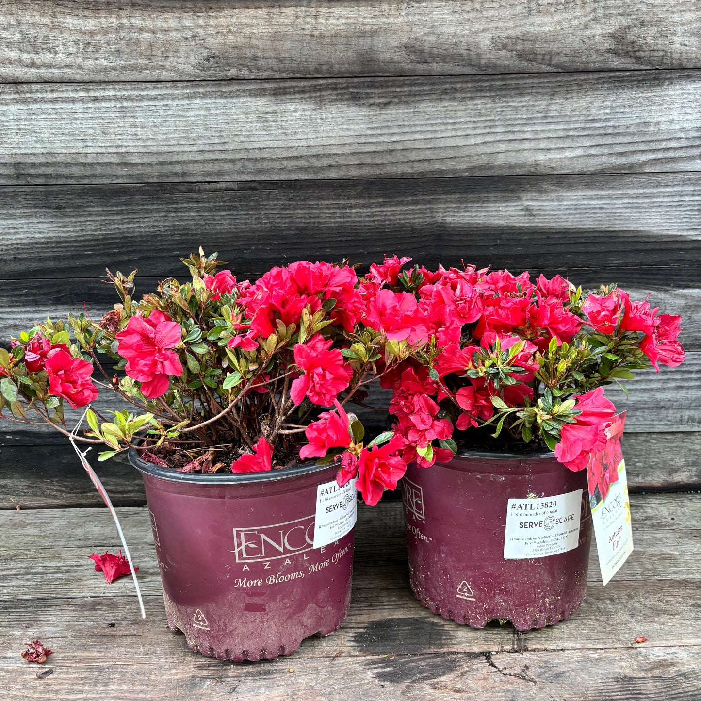 Rhododendron ‘Roblez’  - Encore® Autumn Fire™ Azalea