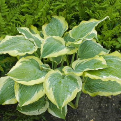 Hosta 'Seducer' 22,413  - PW® Shadowland® Seducer Hosta