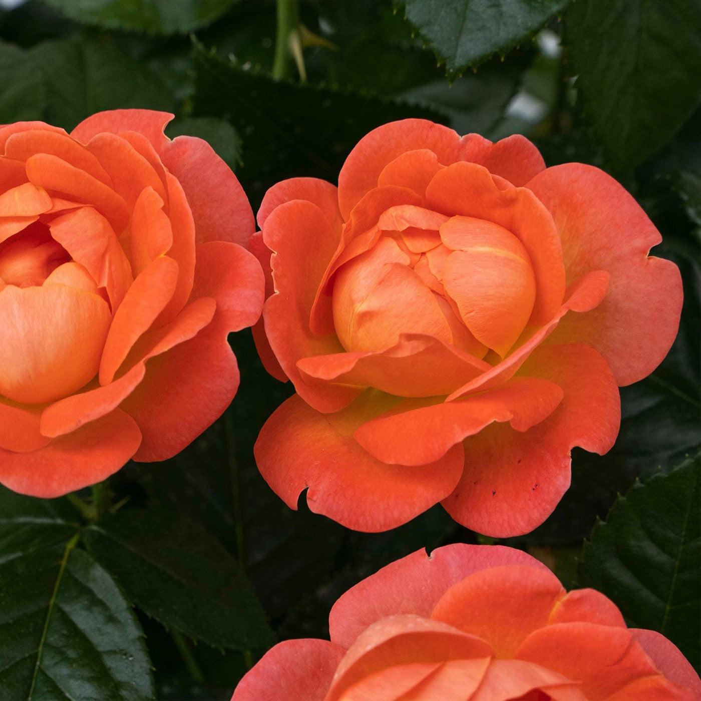 Rosa 'Radslam' PP 35,826  - Orange Glow™ Knock Out® Rose