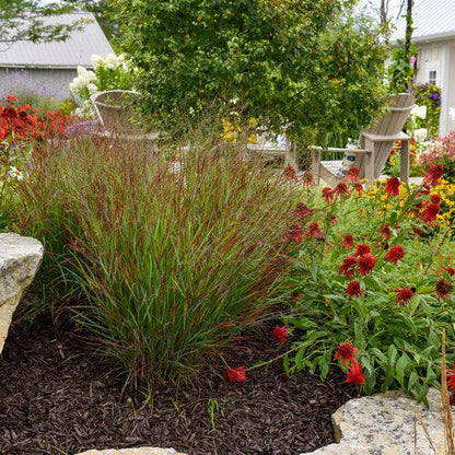 Panicum virgatum 'Cheyenne Sky' PP23209  - Prairie Winds® Cheyenne Sky Switch Grass