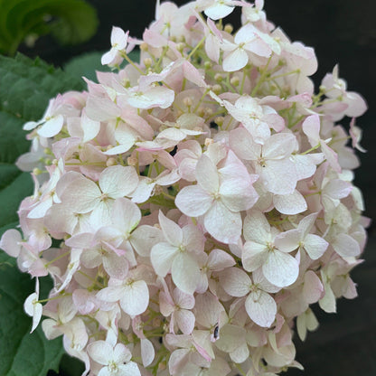 Hydrangea arborescens 'NCHA5'  - Invincibelle® Wee White Smooth Hydrangea