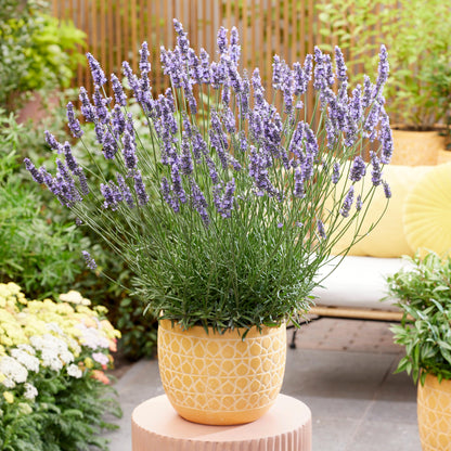 Lavandula x intermedia 'Tesseract'  - Sensational!® Lavender