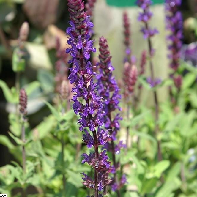 Salvia nemorosa 'Caradonna'  - Caradonna Meadow Sage