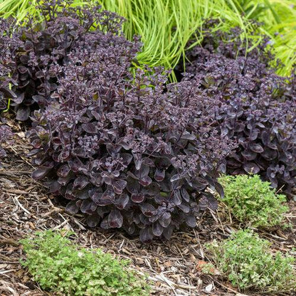 Sedum 'Back In Black'  - Rock 'N Grow® Back In Black Stonecrop