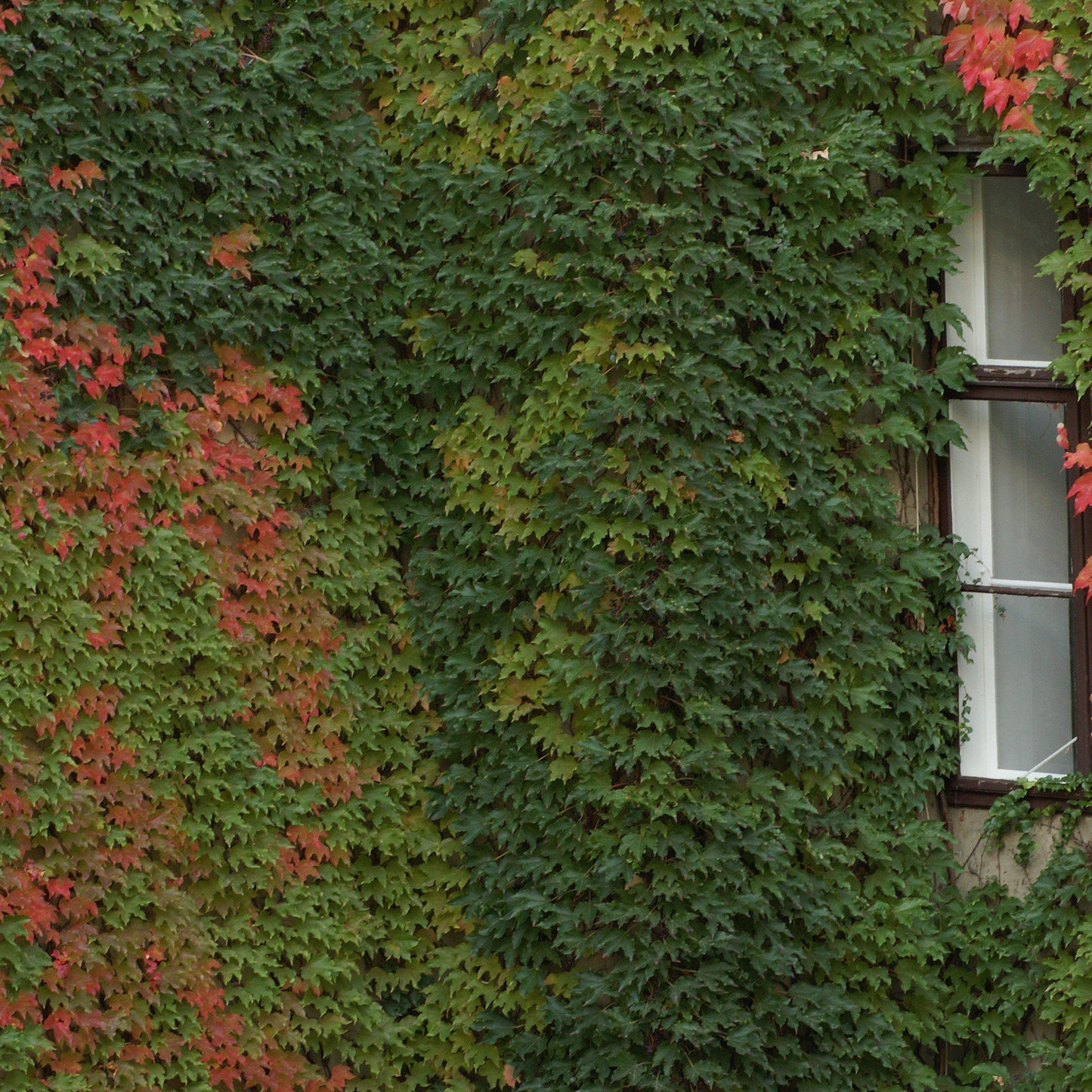 Parthenocissus tricuspidata  - Boston Ivy