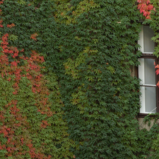 Parthenocissus tricuspidata  - Boston Ivy