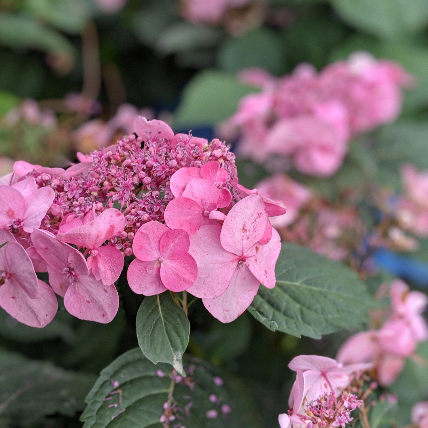Hydrangea macrophylla 'PIIHM-I'  - Endless Summer® Twist N Shout™ Hydrangea