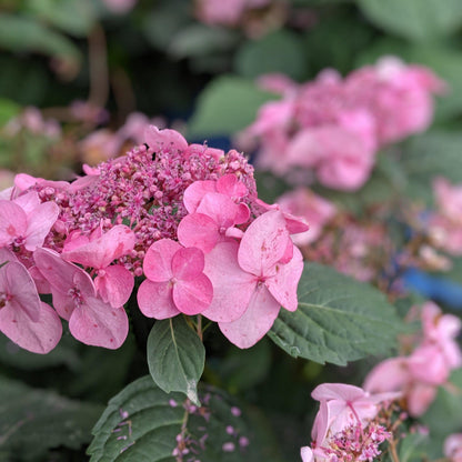 Hydrangea macrophylla 'PIIHM-I'  - Endless Summer® Twist N Shout™ Hydrangea