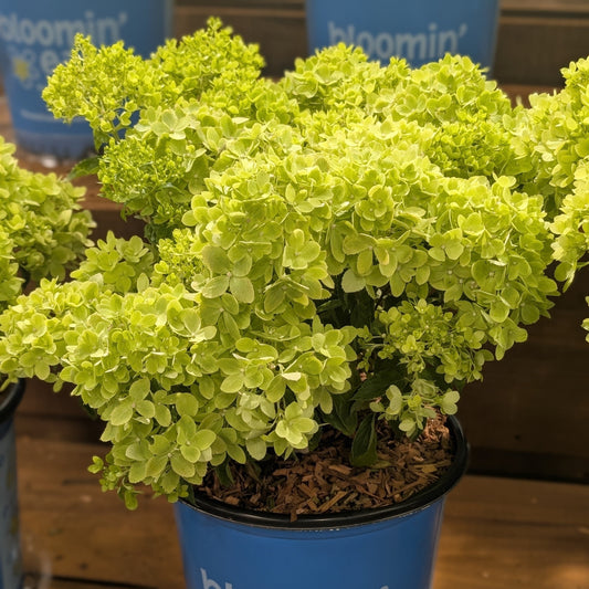 Hydrangea paniculata 'P19557‘  - Bloomin' Easy® Bubble Bath™ Hydrangea