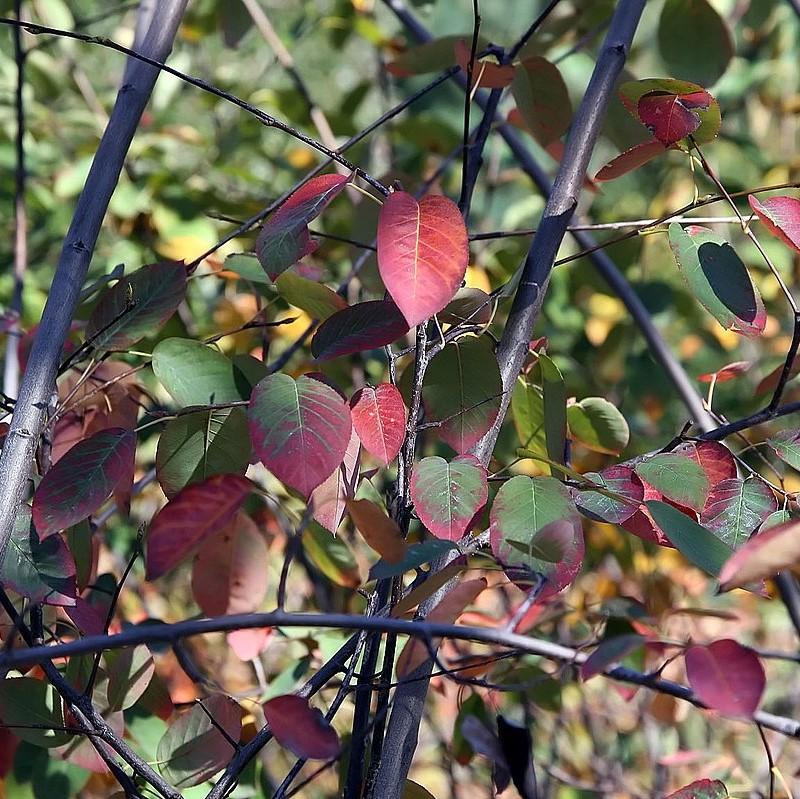 Amelanchier x grandiflora 'Autumn Brilliance'  - Autumn Brilliance Apple Serviceberry