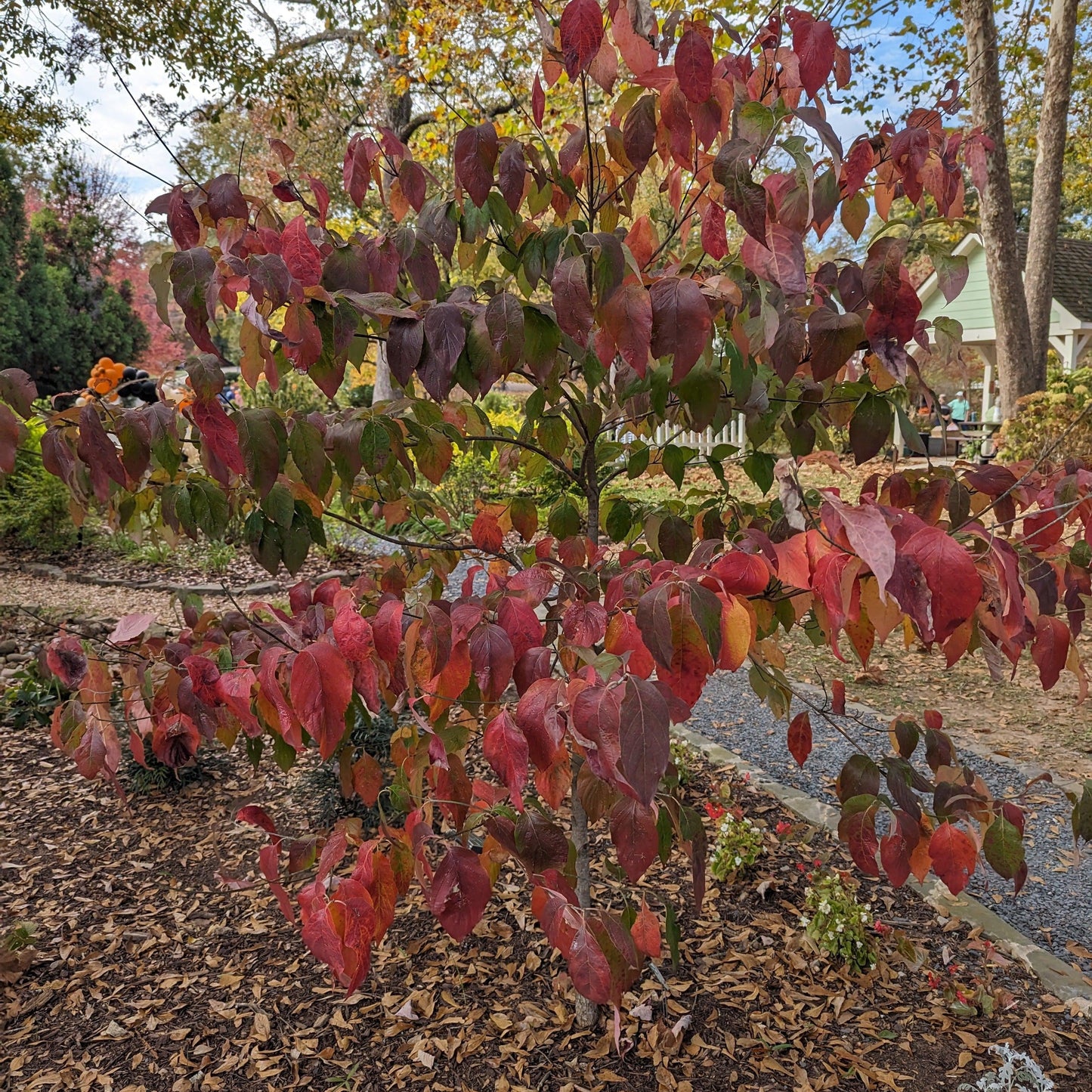 Cornus florida 'Comco No. 1'  - Cherokee Brave Dogwood
