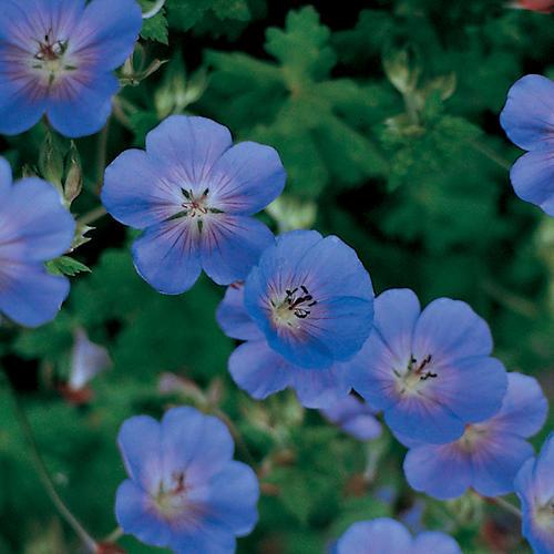 Geranium x 'Rozanne'  - Rozanne Cranesbill