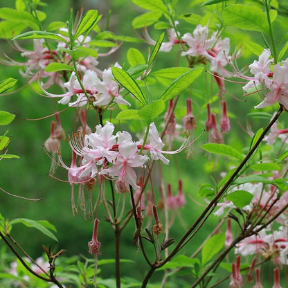 Rhododendron periclymenoides  - Pinxterbloom Azalea