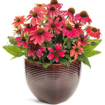 Echinacea 'Firefinch'   - PW® Summersong™ Firefinch™ Coneflower