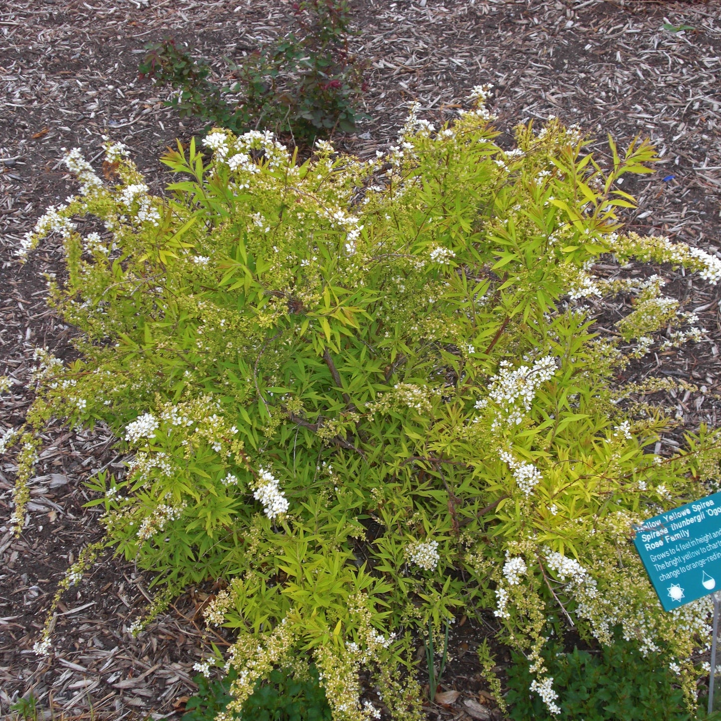 Spiraea thunbergii 'Ogon'  - Gold Thread™ Spirea, Mellow Yellow Spiraea