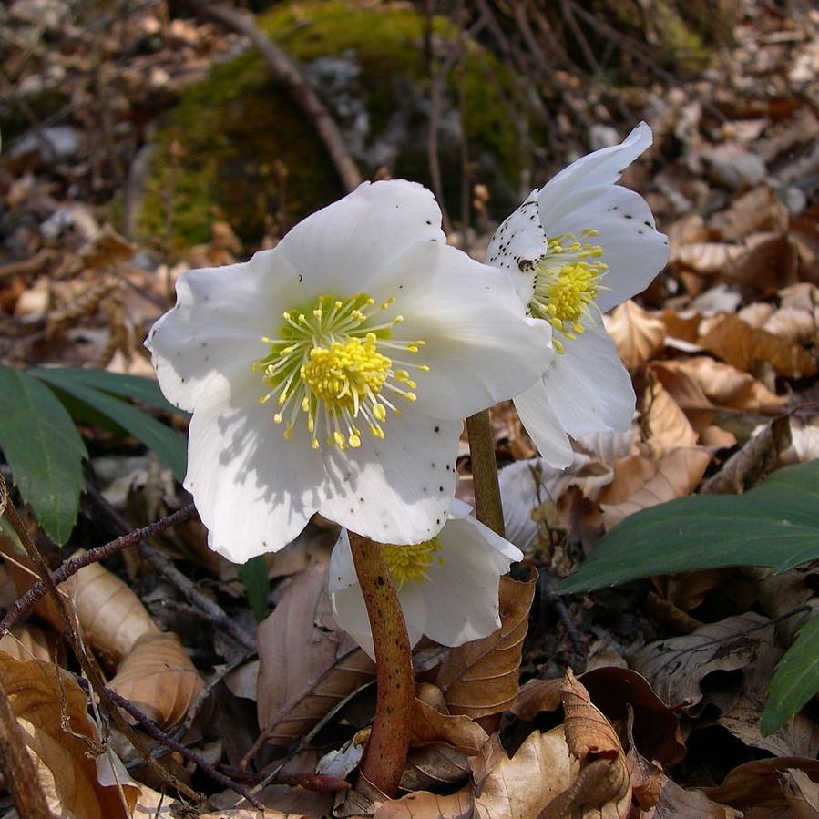 Helleborus niger 'HGC Jacob' PP17,799  - HGC® Jacob Christmas Rose