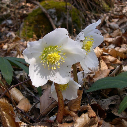 Helleborus niger 'HGC Jacob' PP17,799  - HGC® Jacob Christmas Rose