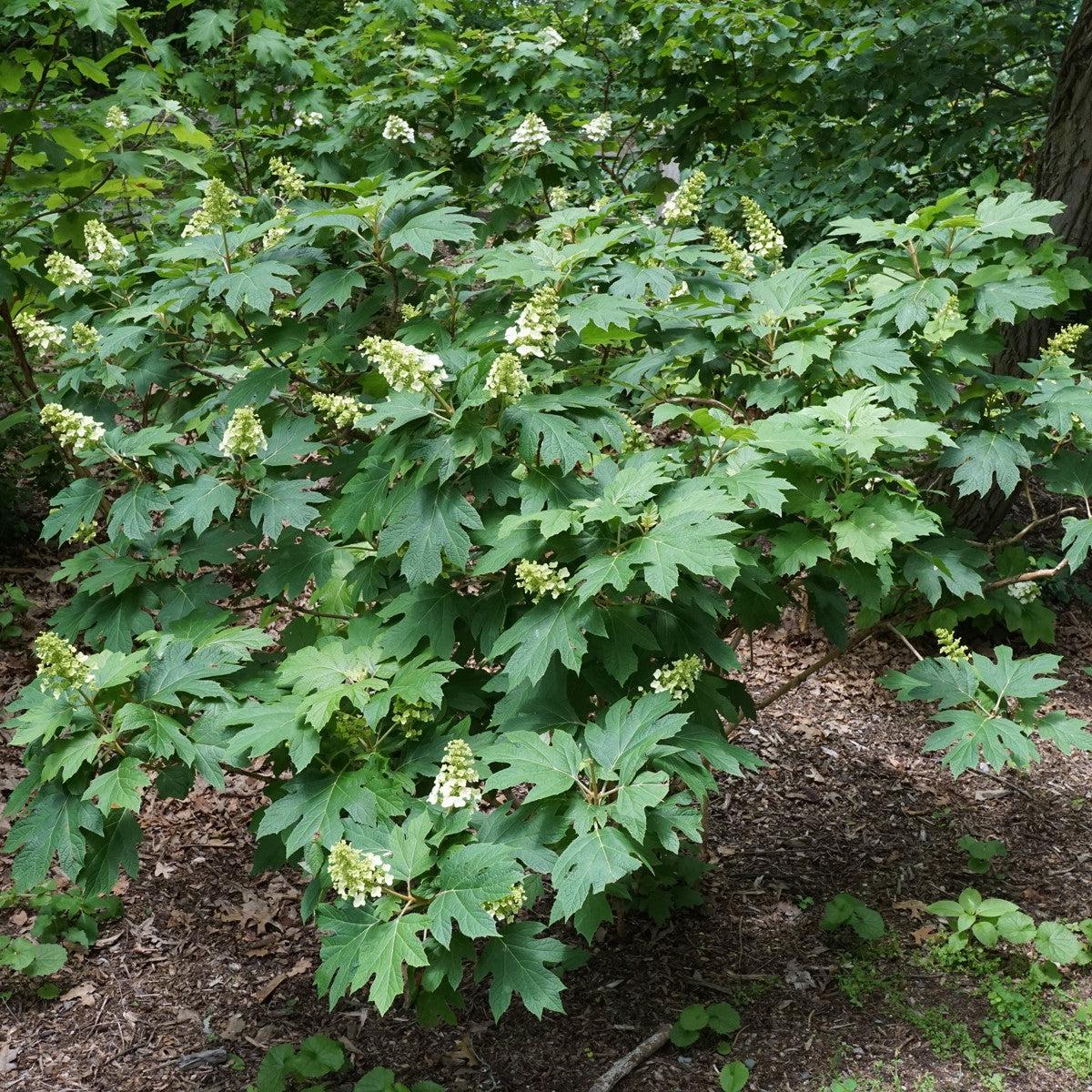 Hydrangea quercifolia 'Snow Queen'  - Snow Queen Hydrangea