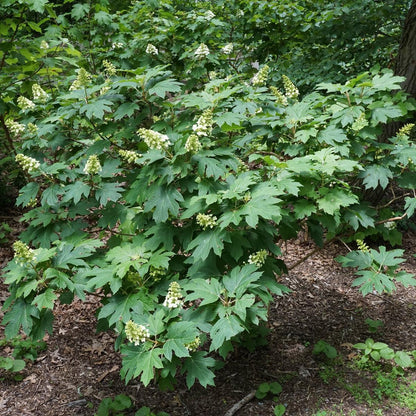 Hydrangea quercifolia 'Snow Queen'  - Snow Queen Hydrangea