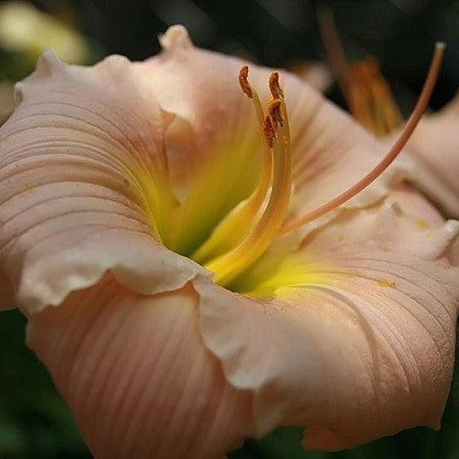 Hemerocallis 'Barbara Mitchell'  - Barbara Mitchell Daylily