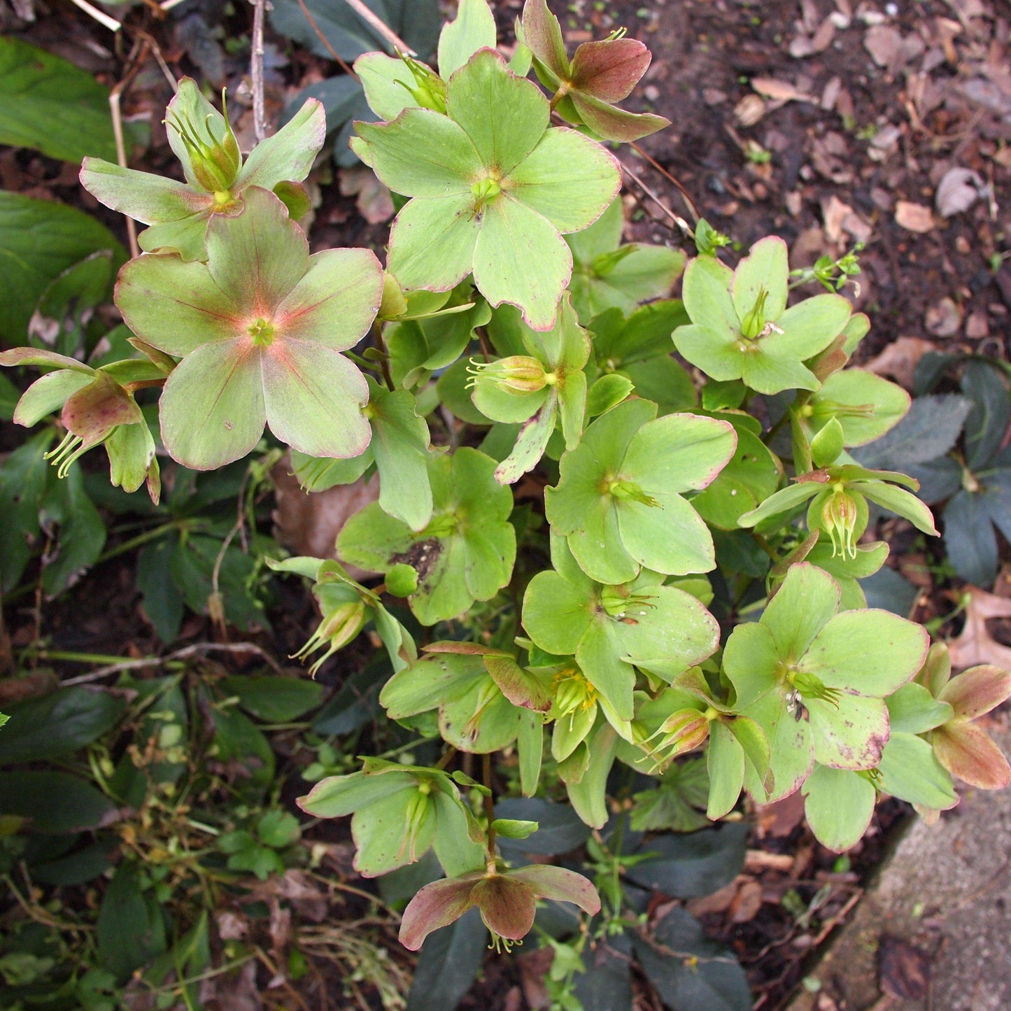 Helleborus x ericsmithii 'COSEH 730'  - HGC® Champion Lenten Rose