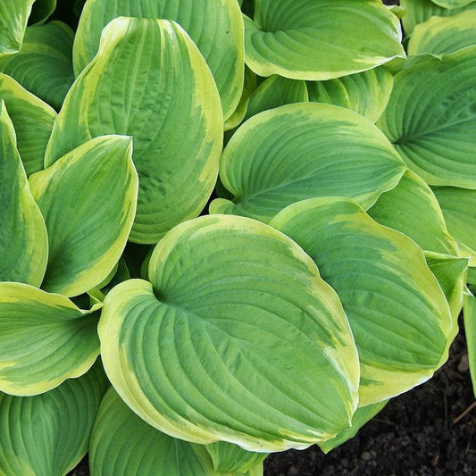Hosta 'Fragrant Bouquet'  - Fragrant Bouquet Hosta