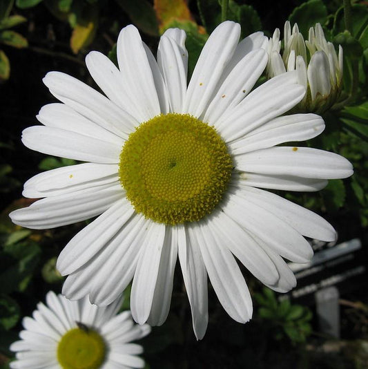 Nipponanthemum niponicum  - Nippon Daisy