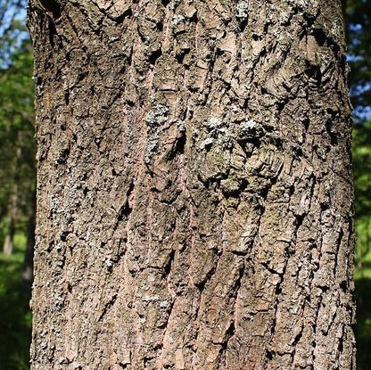 Quercus coccinea  - Scarlet Oak