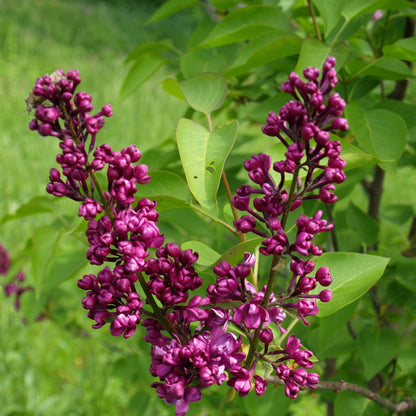 Syringa 'Bailbridget'  - First Editions® Virtual Violet® Lilac