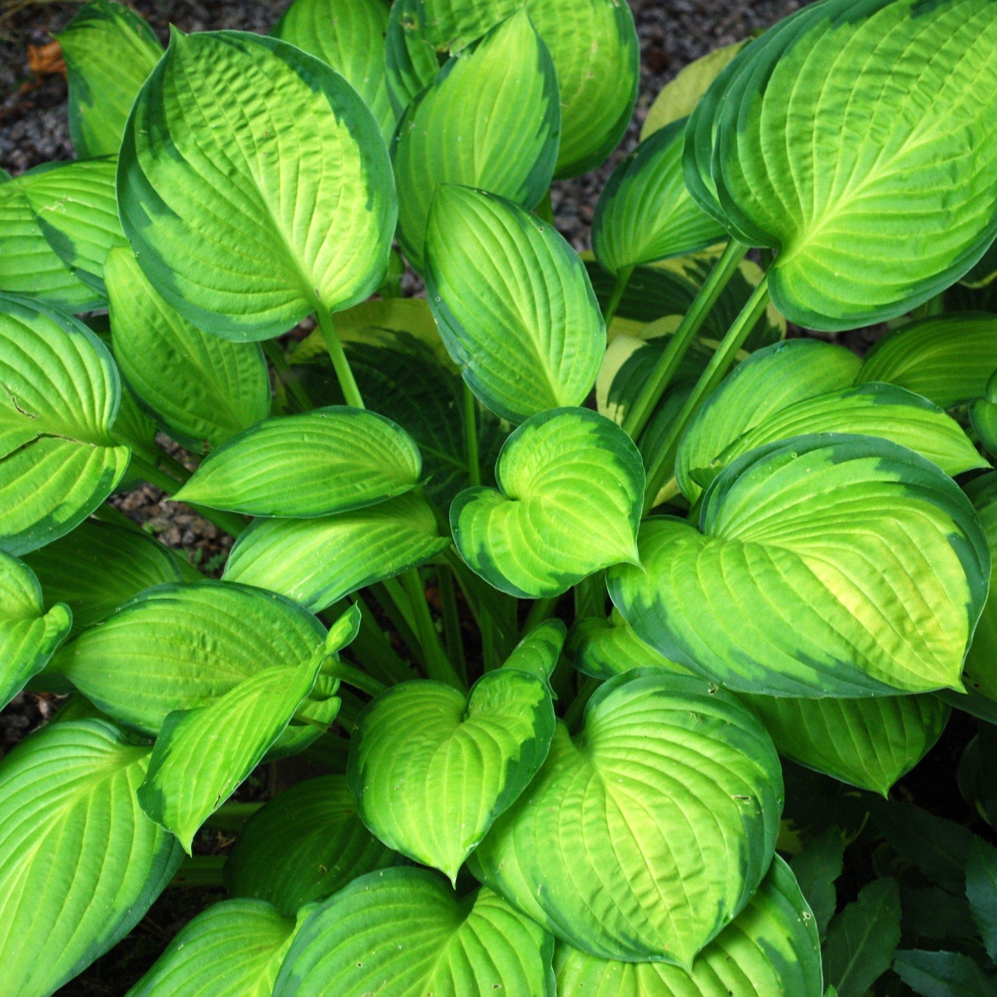 Hosta 'Guacamole'  - Guacamole Hosta