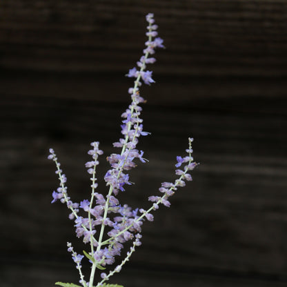 Perovskia atriplicifolia  - Russian Sage