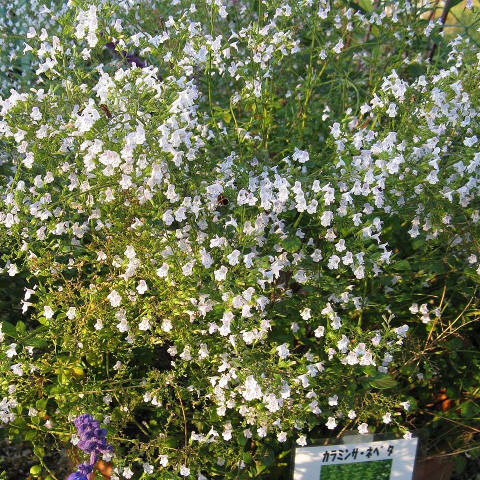 Calamintha nepeta spp. nepeta  - Lesser Calamint