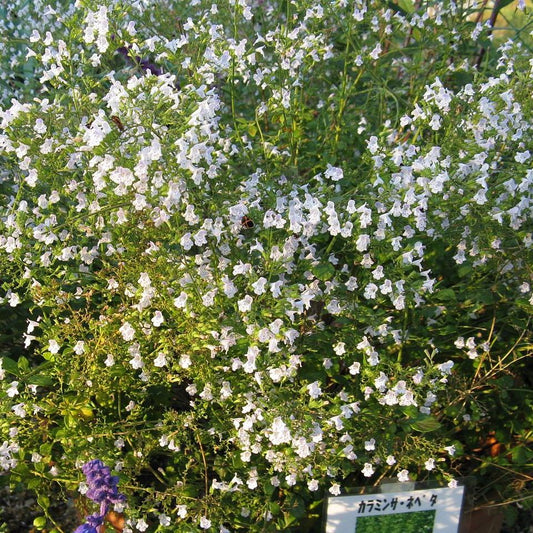 Calamintha nepeta spp. nepeta  - Lesser Calamint