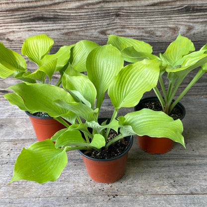 Hosta 'Sum and Substance'  - Sum and Substance Hosta