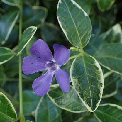 Vinca minor 'Ralph Shugert'  - Ralph Shugert Periwinkle