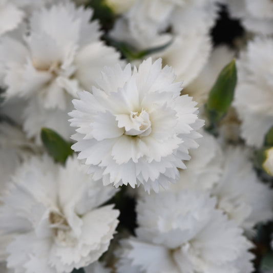 Dianthus x 'KLEDG24556'  - EverLast™ White Dianthus