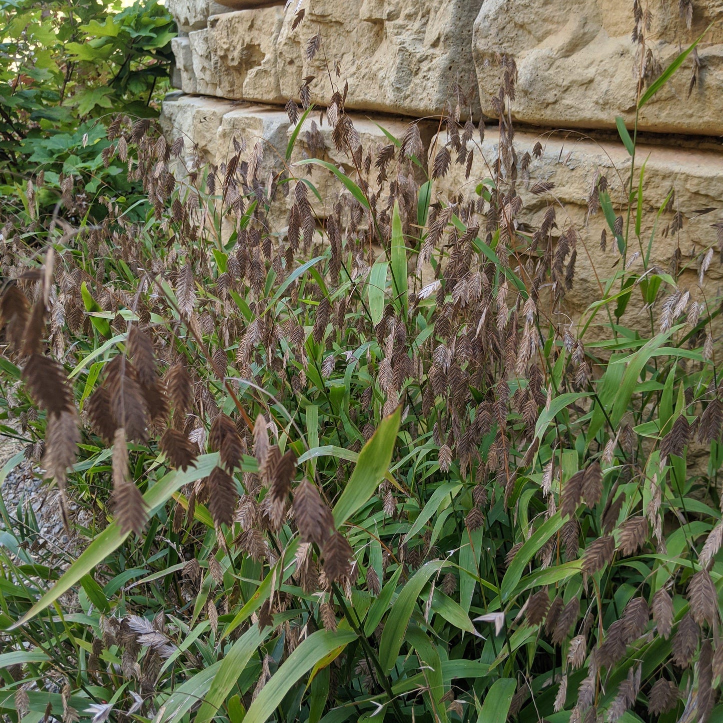 Chasmanthium latifolium  - River Oats, Inland Sea Oats