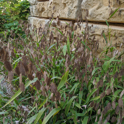 Chasmanthium latifolium  - River Oats, Inland Sea Oats
