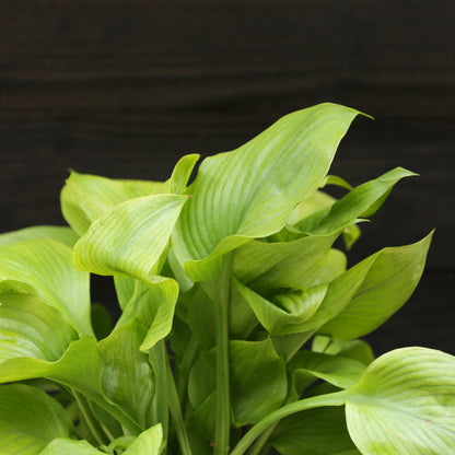 Hosta 'Guacamole'  - Guacamole Hosta