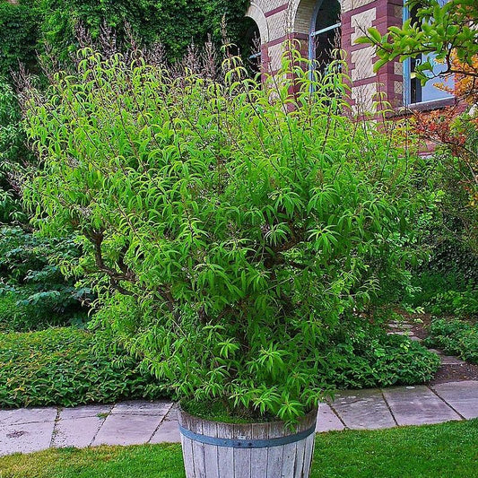 Aloysia triphylla  - Lemon Beebrush, Lemon Verbena