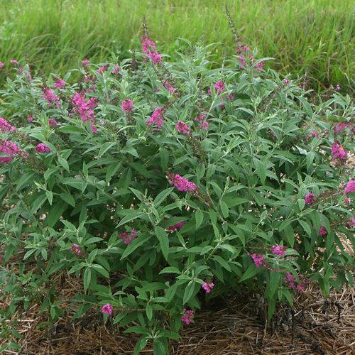 Buddleia 'Miss Ruby' PP19,950  - Miss Ruby Butterfly Bush