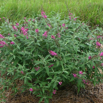 Buddleia 'Miss Ruby' PP19,950  - Miss Ruby Butterfly Bush