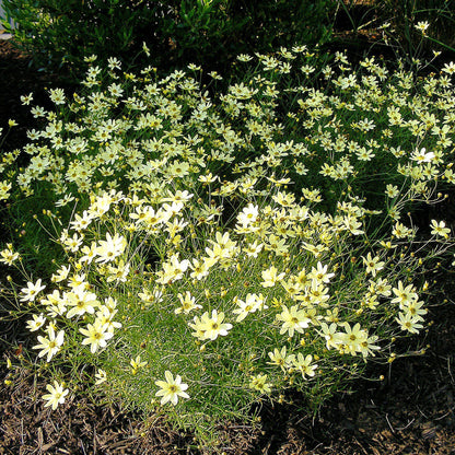 Coreopsis verticillata 'Moonbeam'  - Moonbeam Threadleaf Coreopsis