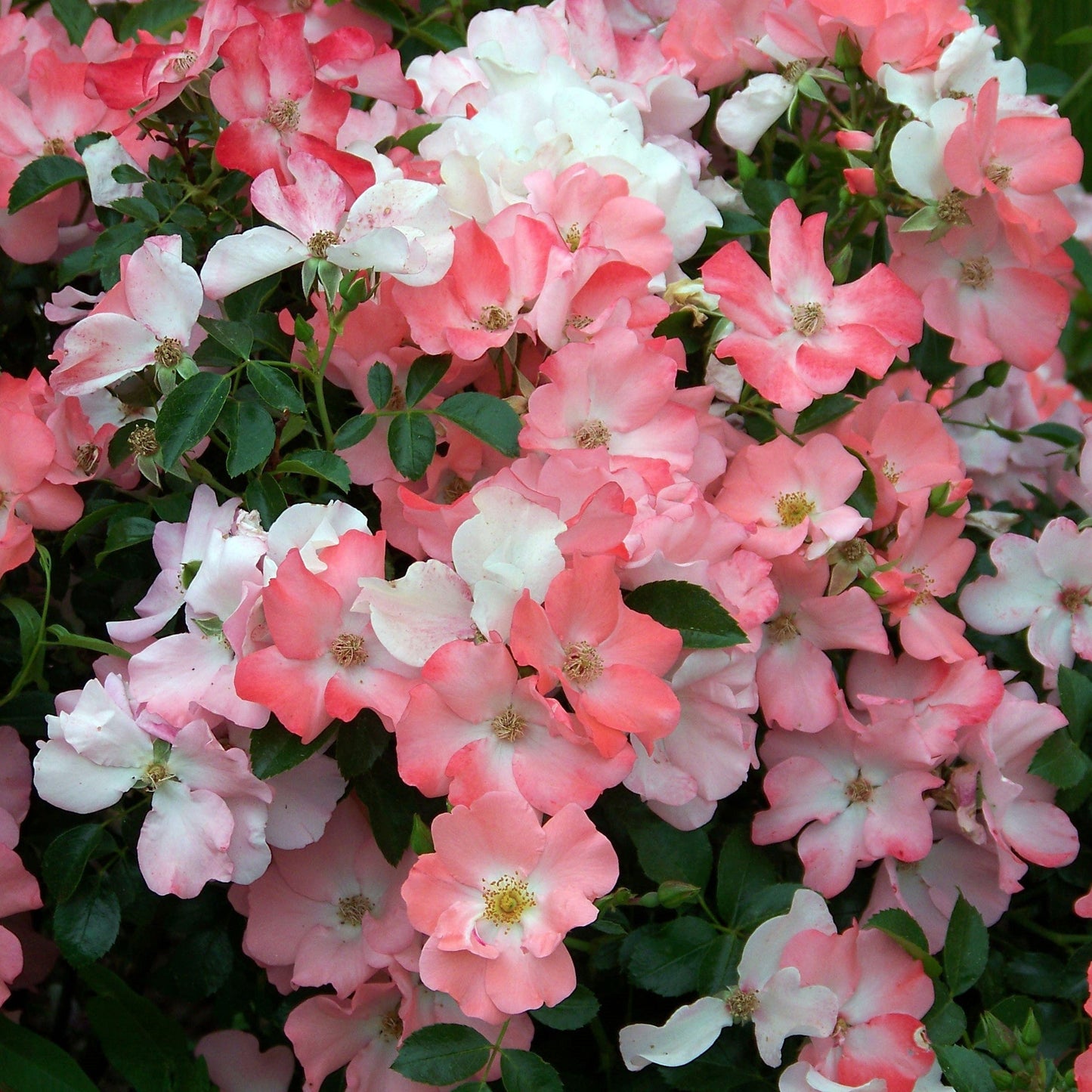 Rosa x 'Noala  - Flower Carpet® Coral Rose