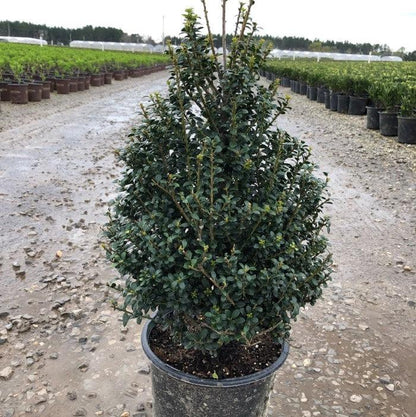 Ilex crenata 'Steeds'  - Steeds Upright Japanese Holly