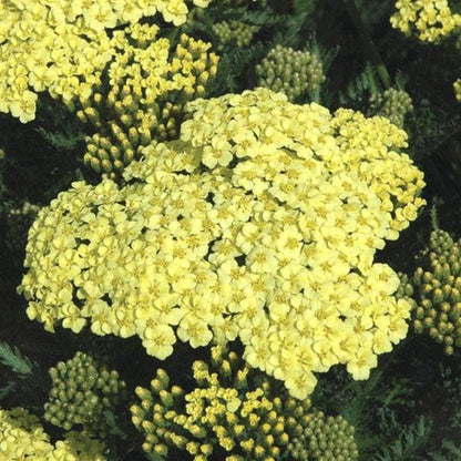 Achillea millefolium 'Sunny Seduction'  - Sunny Seduction Yarrow